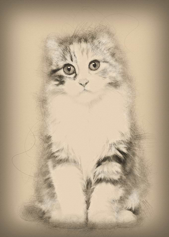 American Curl kitten 3 mon