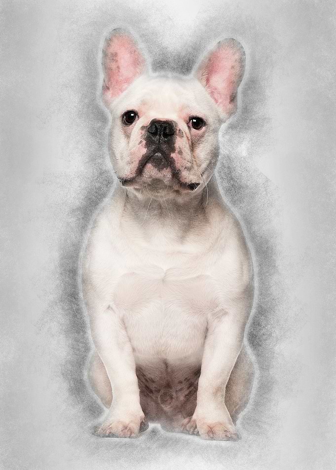 French Bulldog 7 months ol