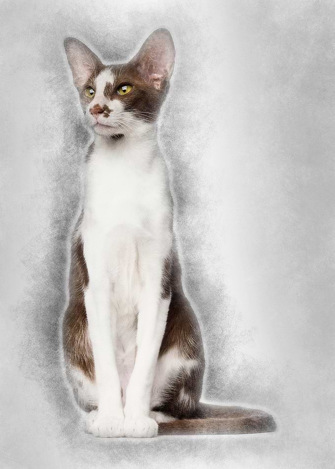 Oriental Shorthair sitting