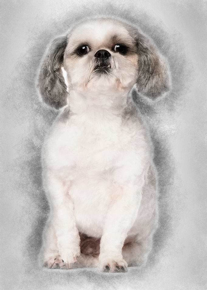 Shih Tzu 2 and a half year