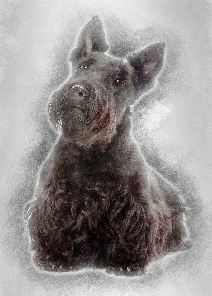 Scottish Terrier 20 months