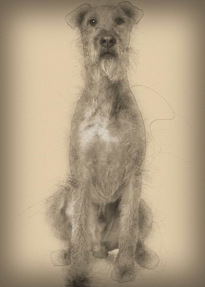 Irish Yerrier dog 3 years