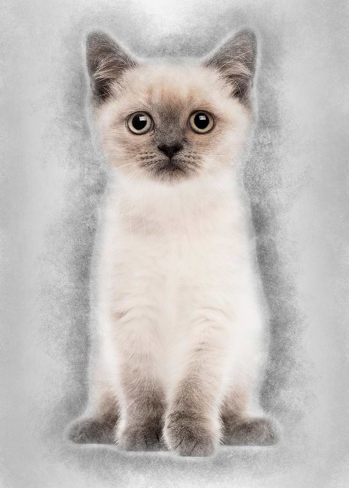 Portrait of British Shorth