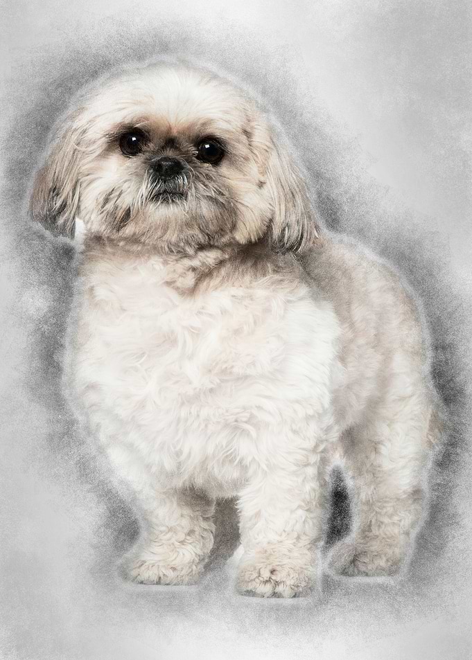 Shih Tzu 3 and a half year