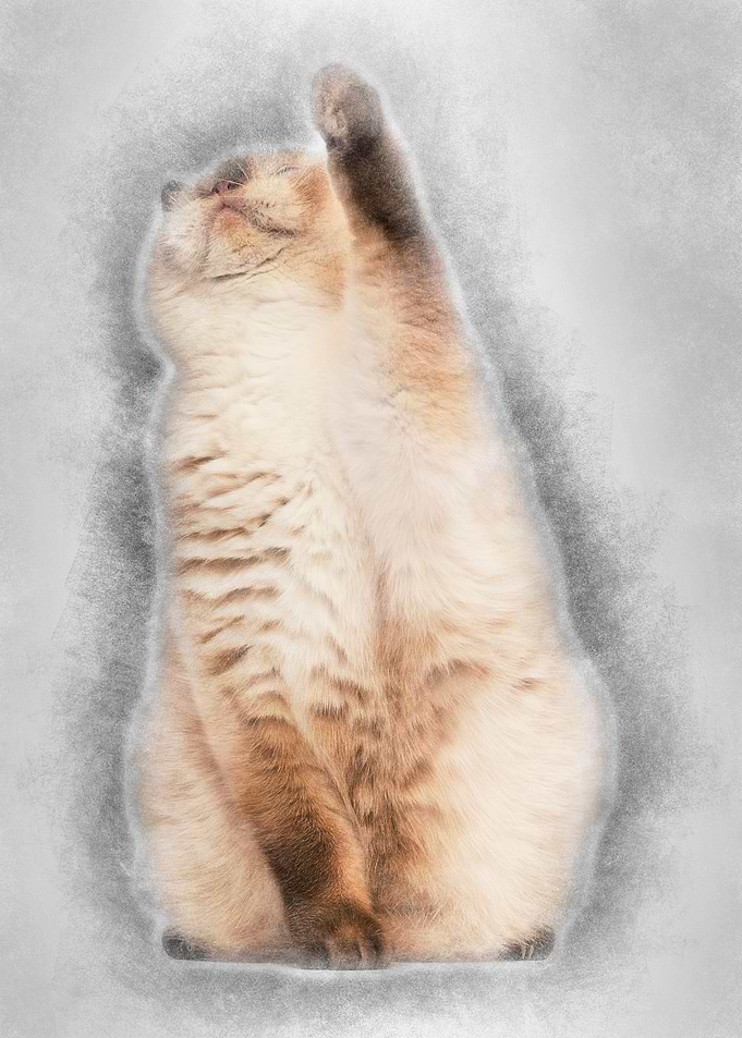 Fat British Shorthair 25 y