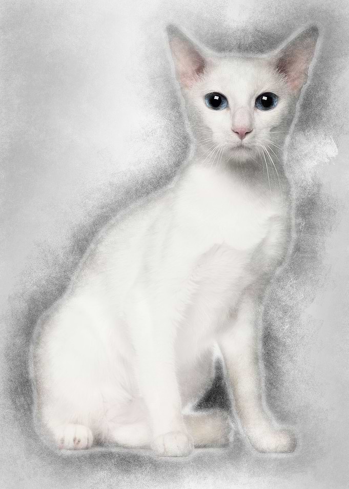 Portrait of Oriental Short