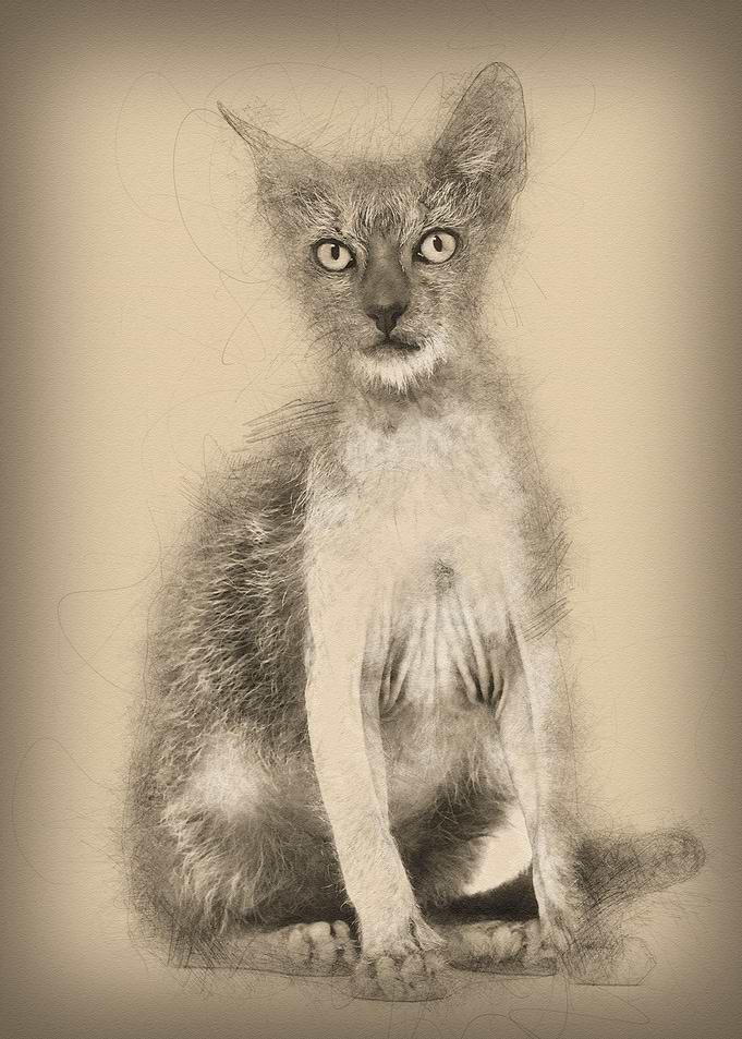 Kitten Lykoi cat 3 months