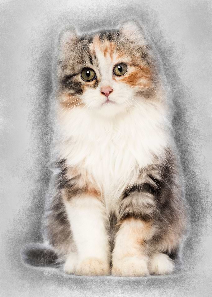 American Curl kitten 3 mon