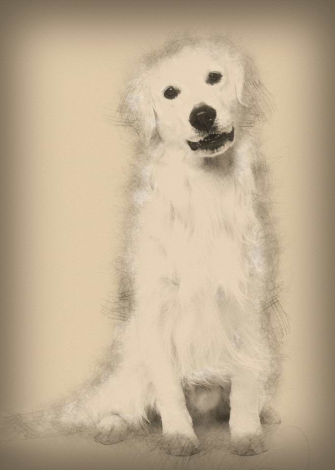 Golden retriever sitting a