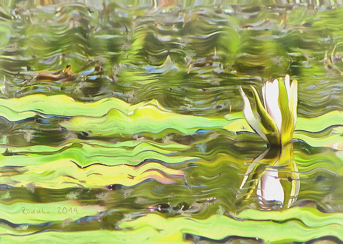 Pink Water Lily