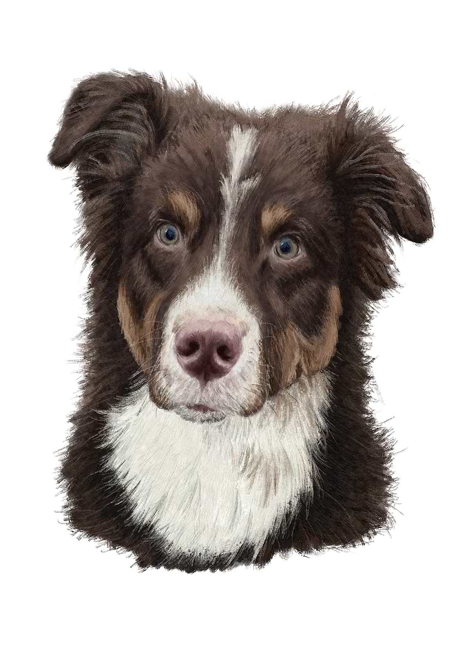 Australian shepherd dog