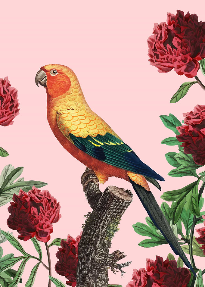 bird 7