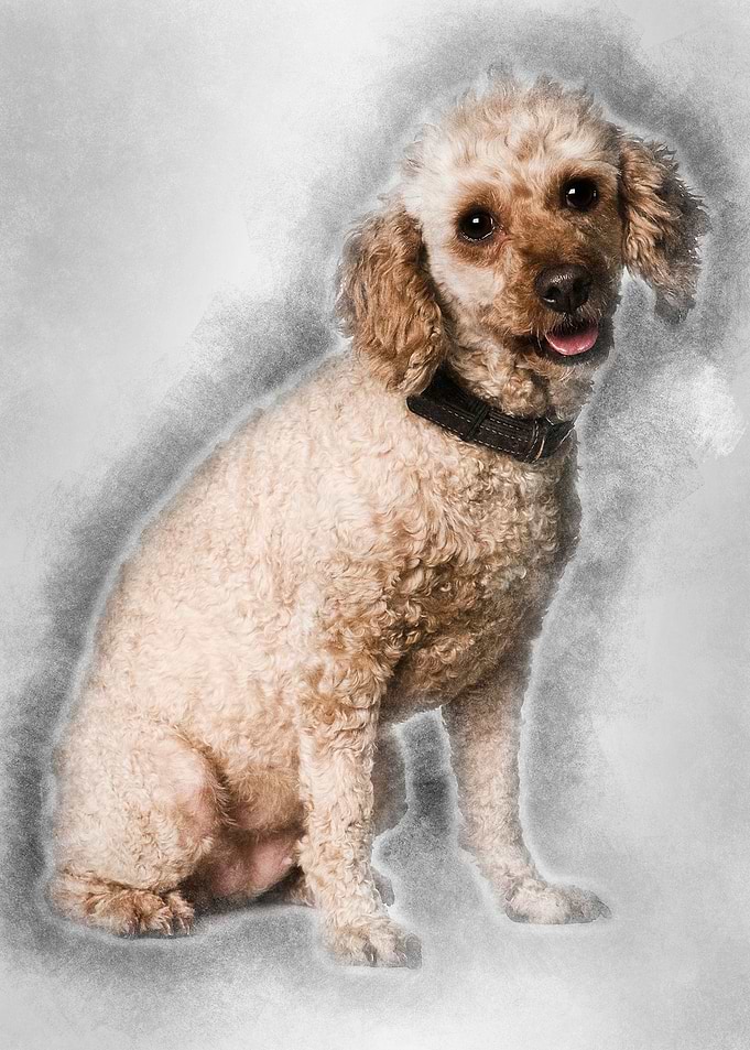 Apricot poodle 7 years old