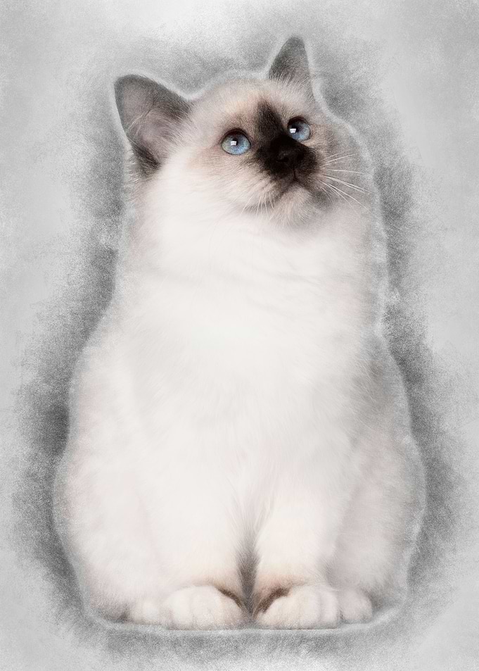 Birman kitten 4 months old