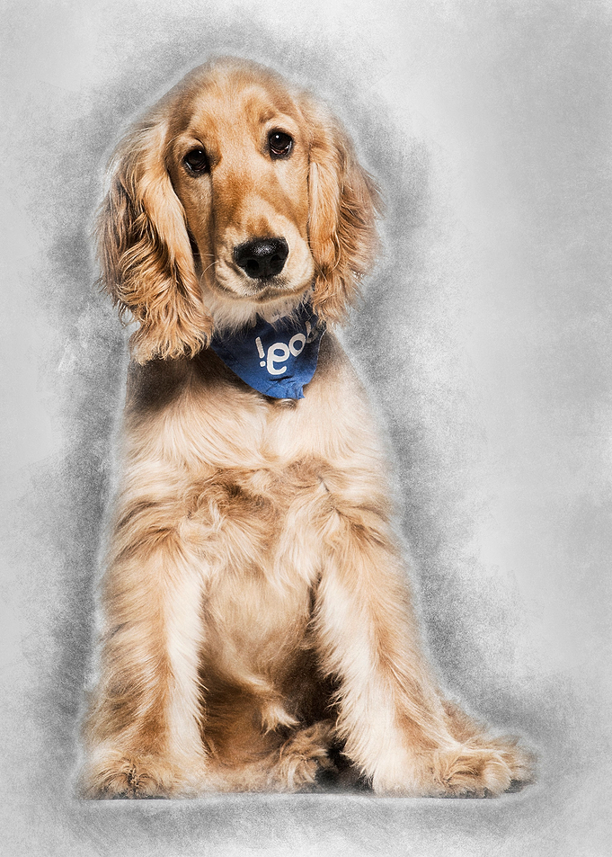 Cocker Spaniel dog 6 mont