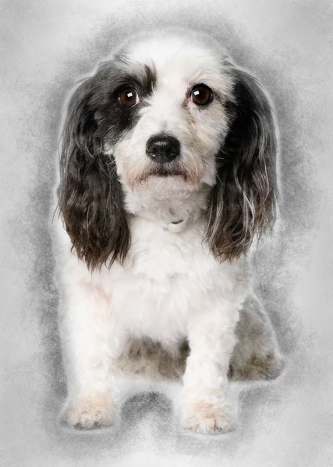 Harvanese Bichon 4 years o