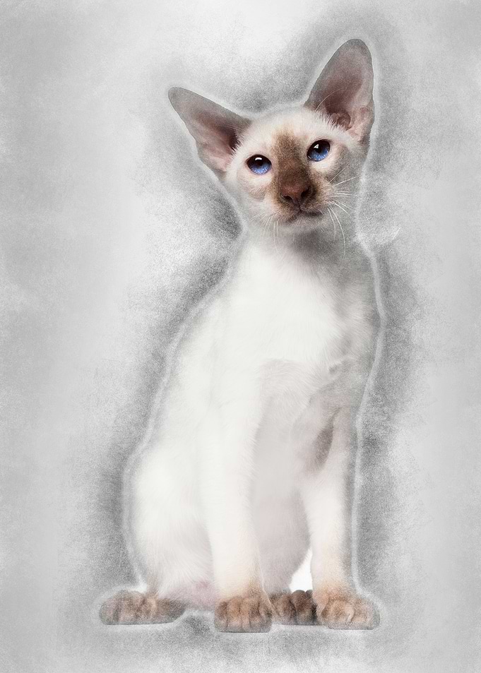 Siamese kitten 5 months ol