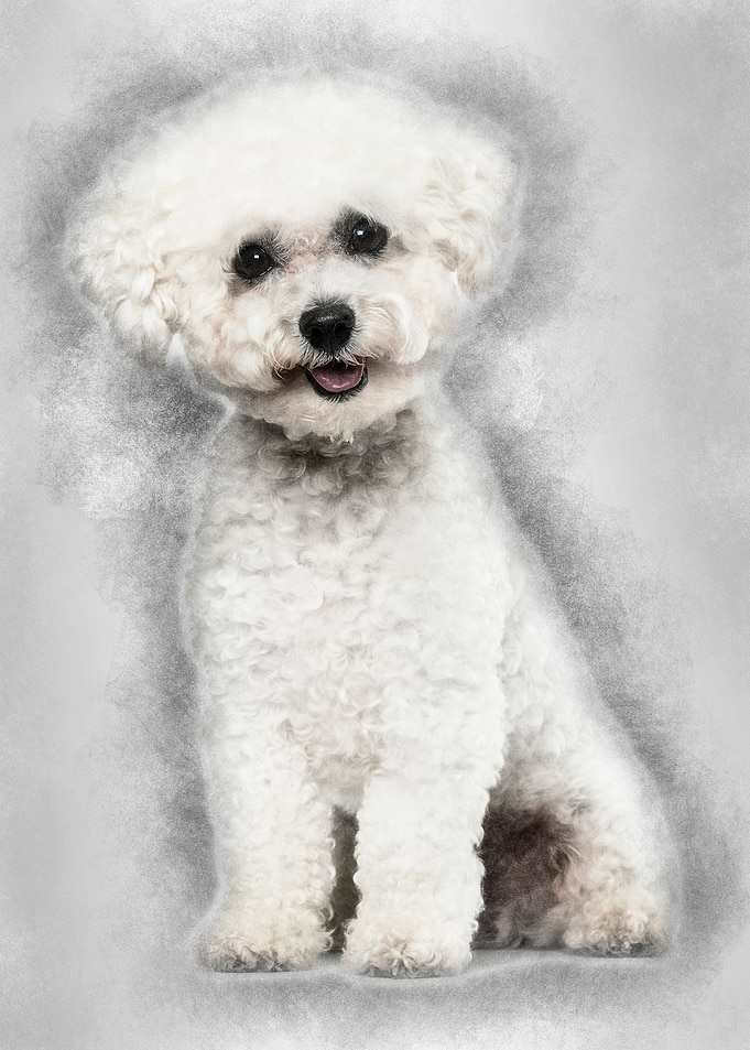 Bichon Frise dog sitting a