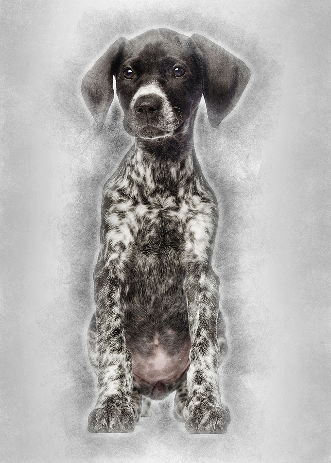German Shorthaired Pointer
