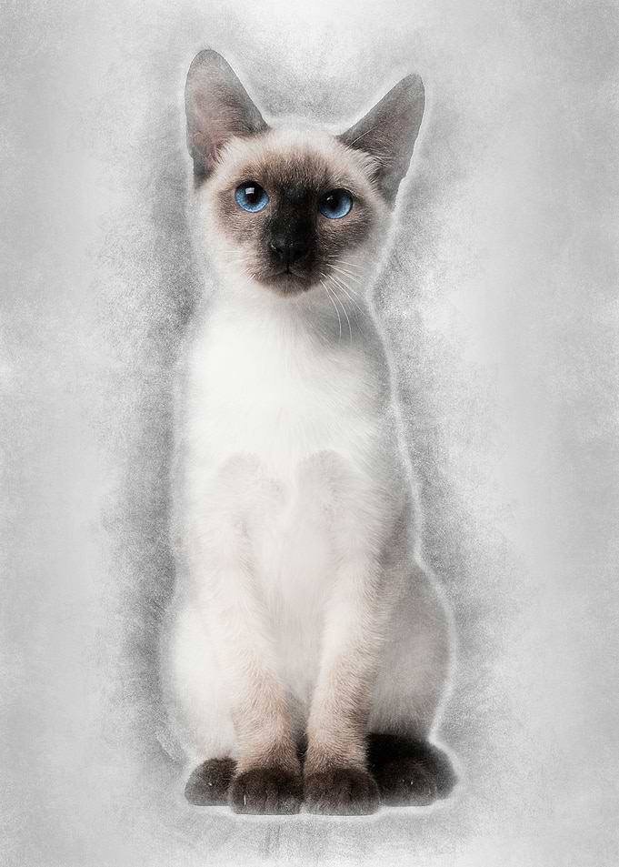 Thai kitten 5 months old s