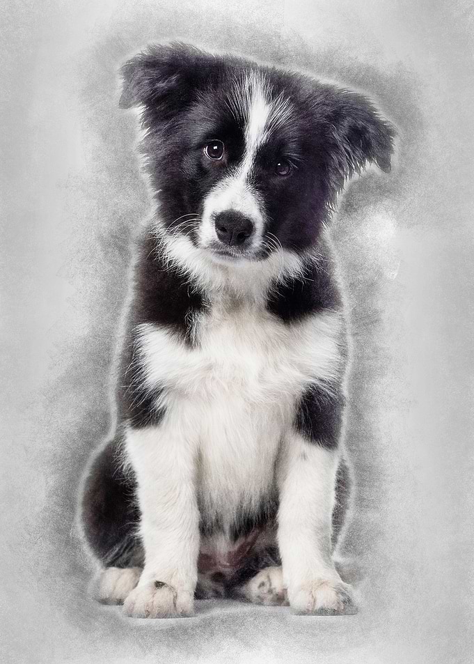 Border Collie puppy 17 wee