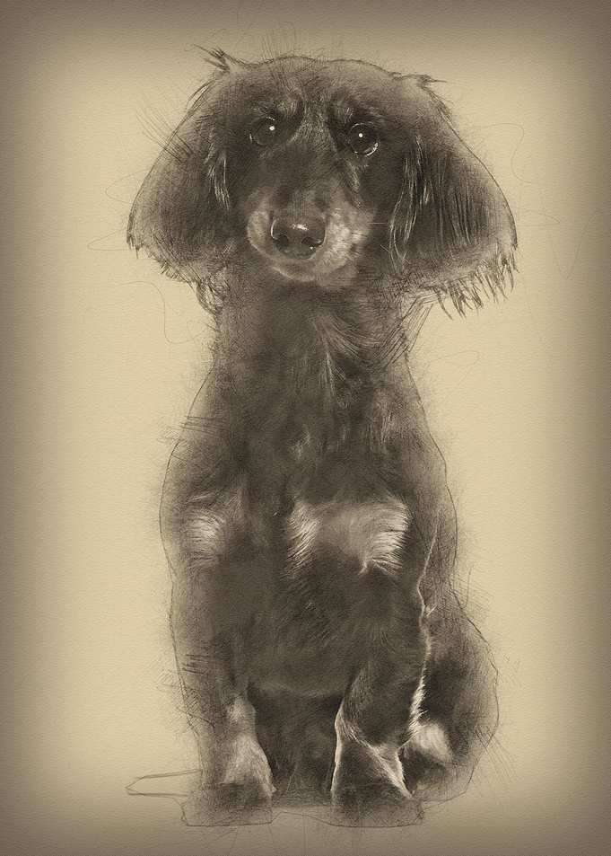 Dachshund sitting against