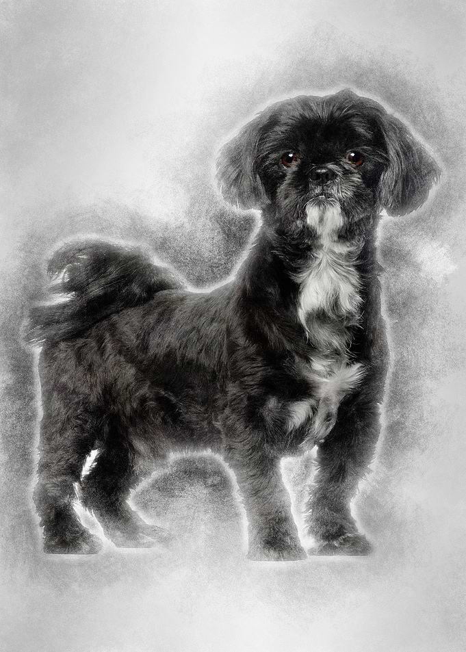 Shih Tzu standing