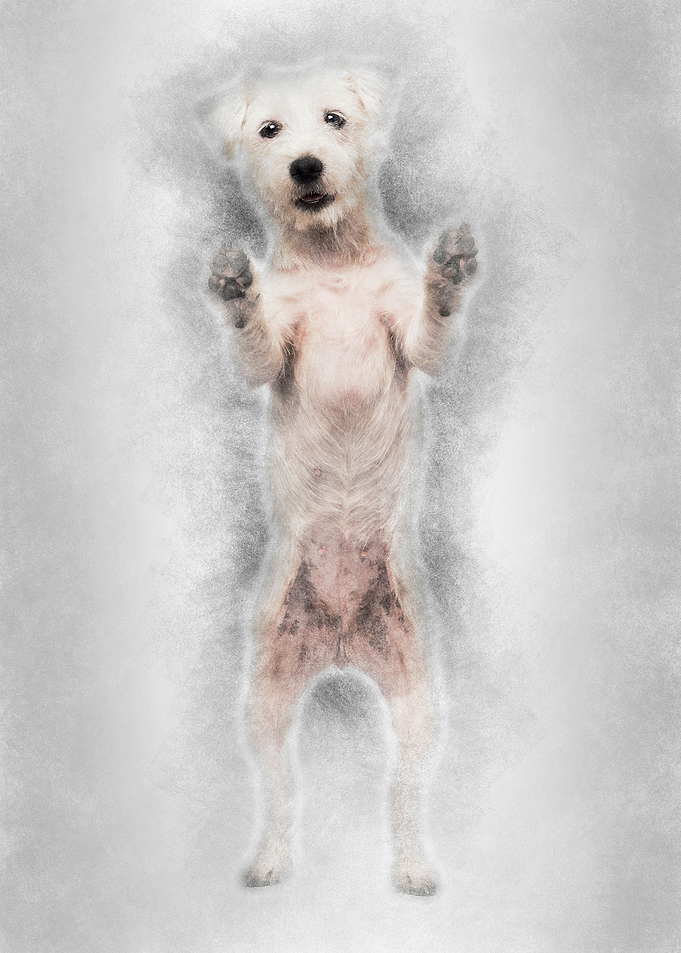 Parson Russell Terrier sta