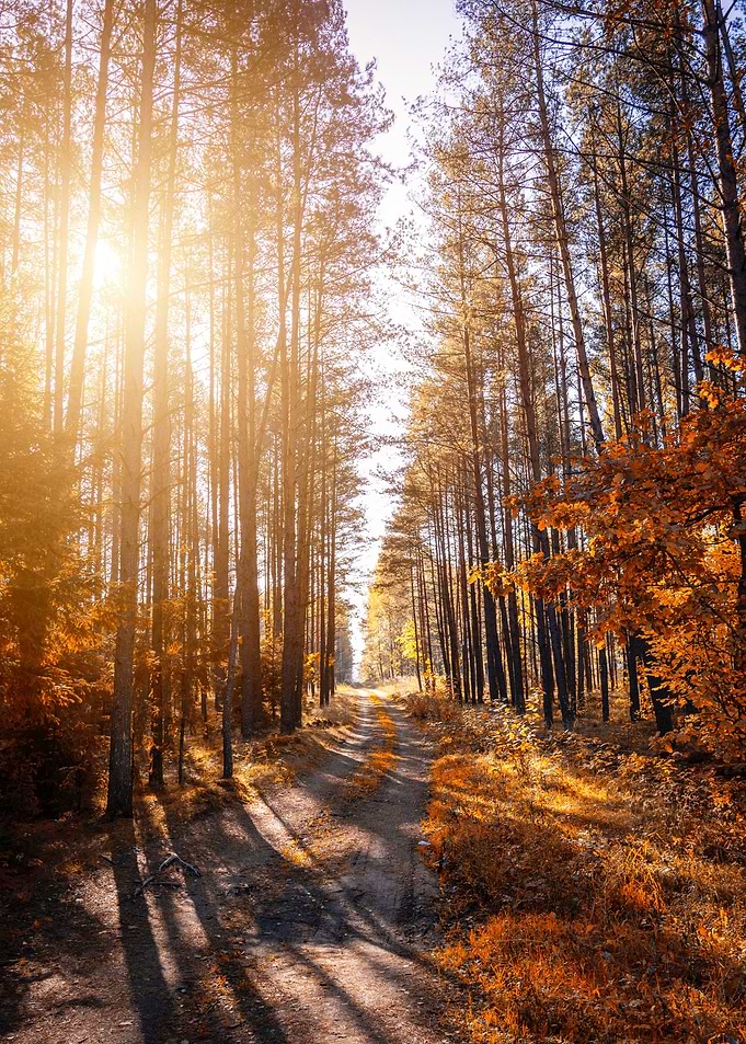 Forest path