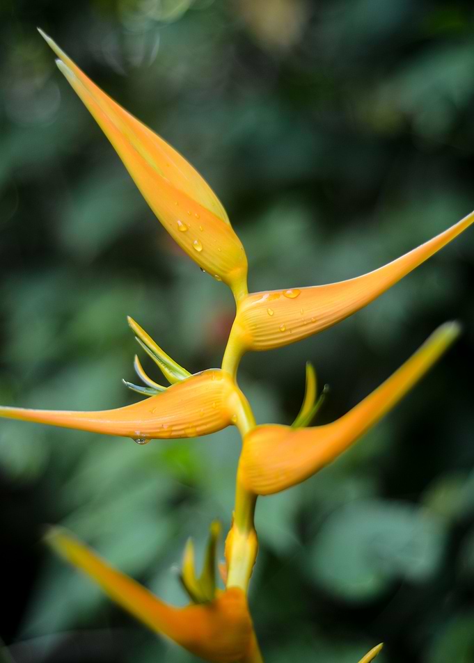 Heliconia Yellow flower