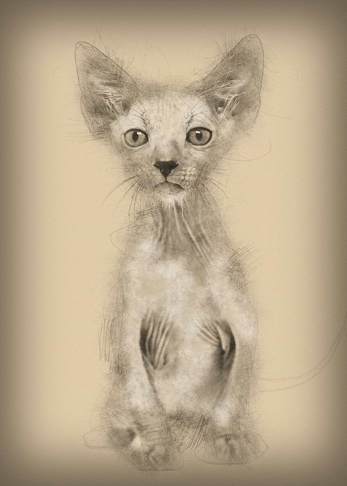 Kitten Lykoi cat 7 weeks o