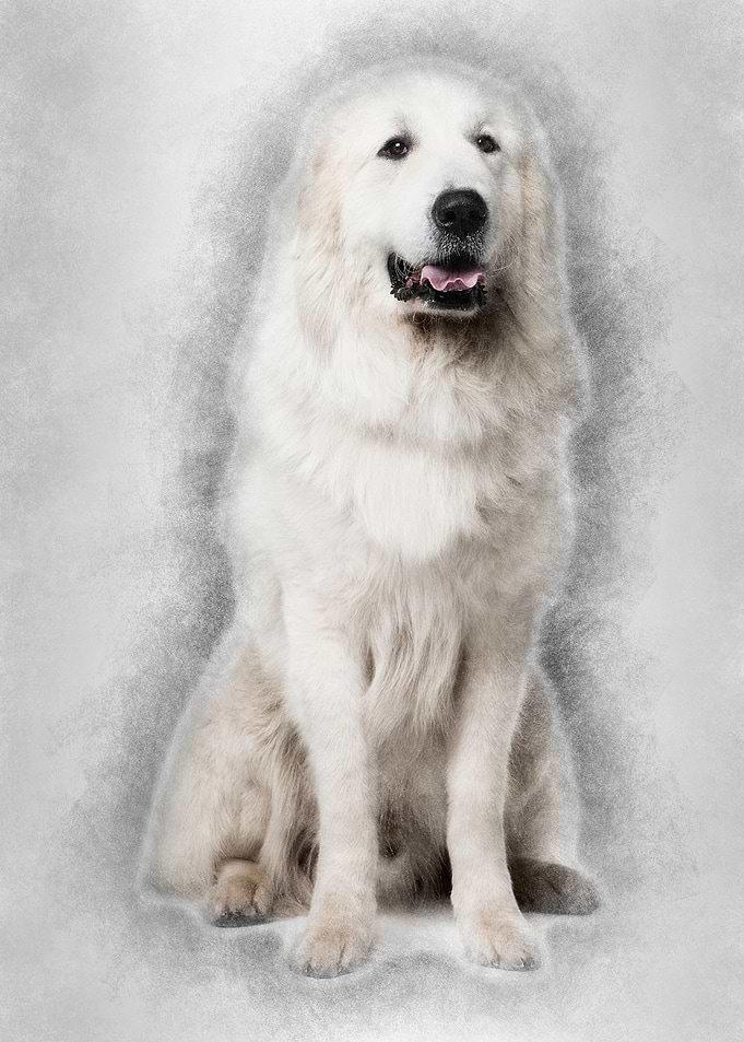 Great Pyrenees or Pyrenean