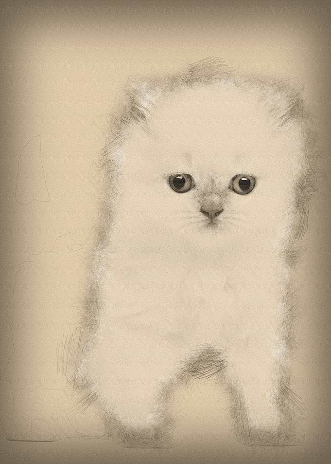 British Longhair Kitten 5