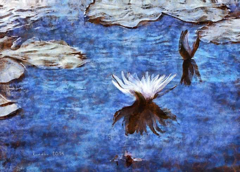 Blue Water Lily