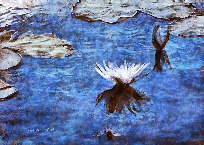 Blue Water Lily