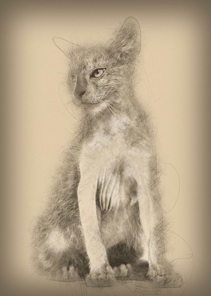 Kitten Lykoi cat 3 months