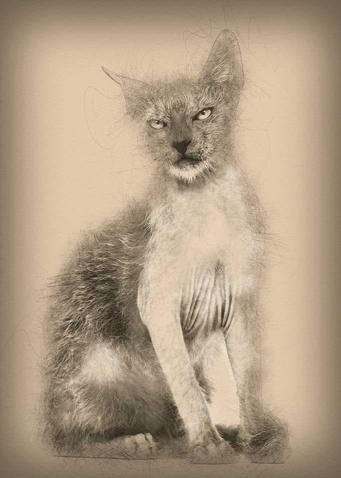 Kitten Lykoi cat 3 months