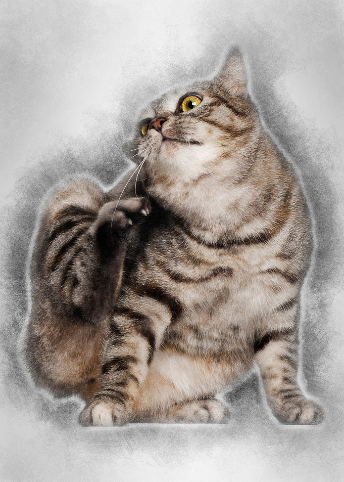 Kurilian Bobtail cat 1 yea