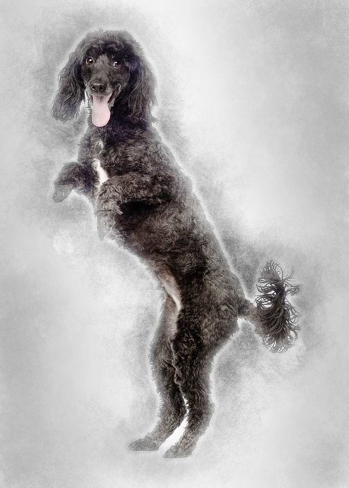 Poodle 5 years old