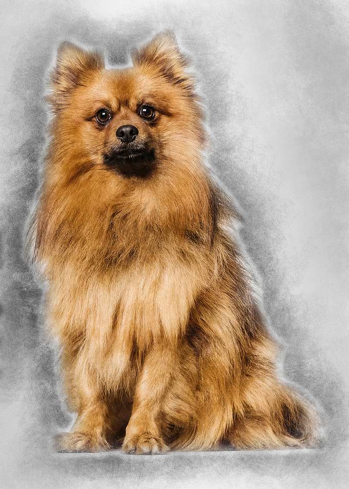 Keeshond dog sitting again