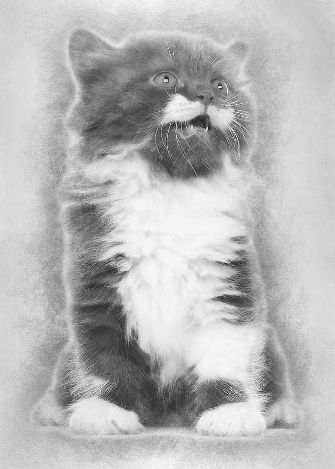 British Longhair kitten 6