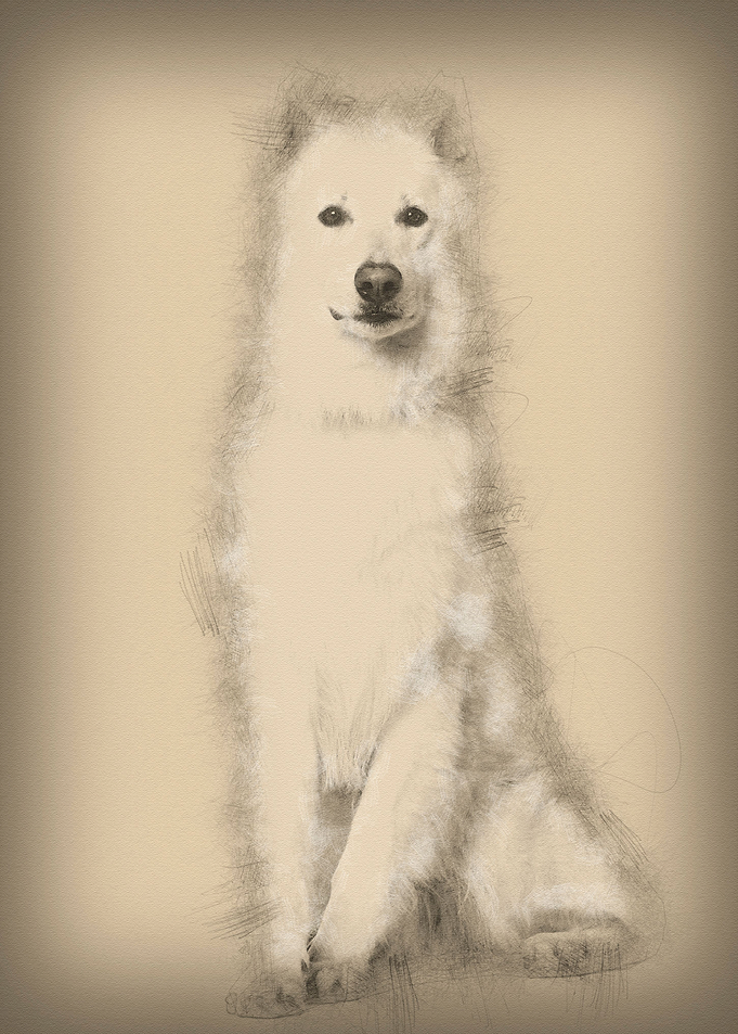 Swiss Shepherd dog 3 years