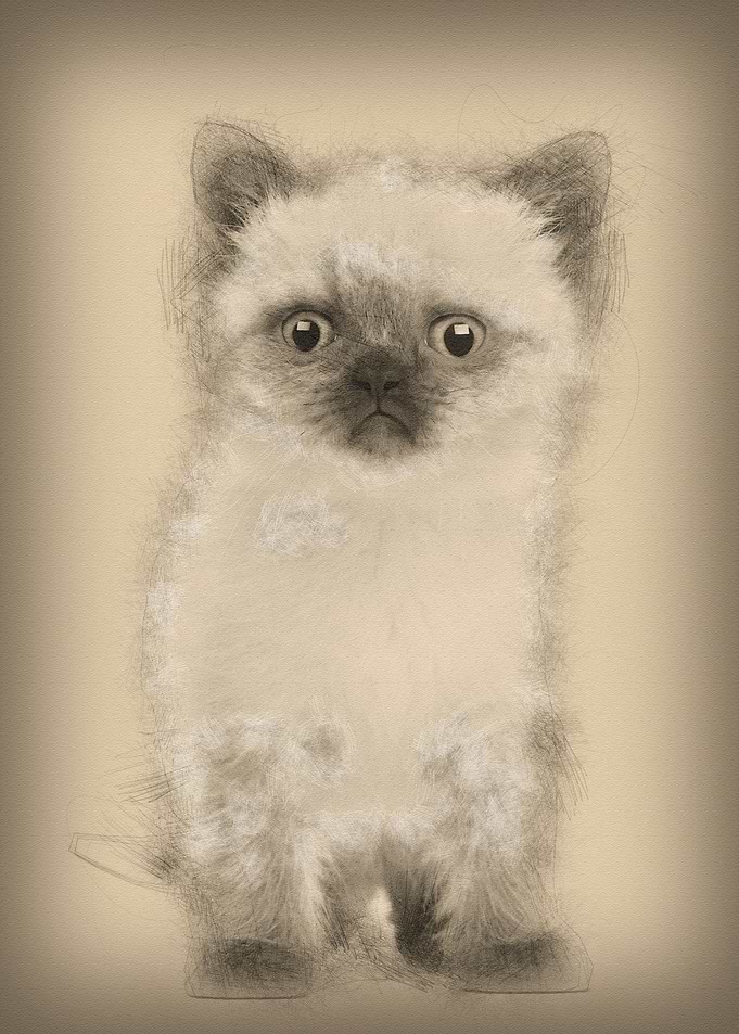 Portrait of British Shorth