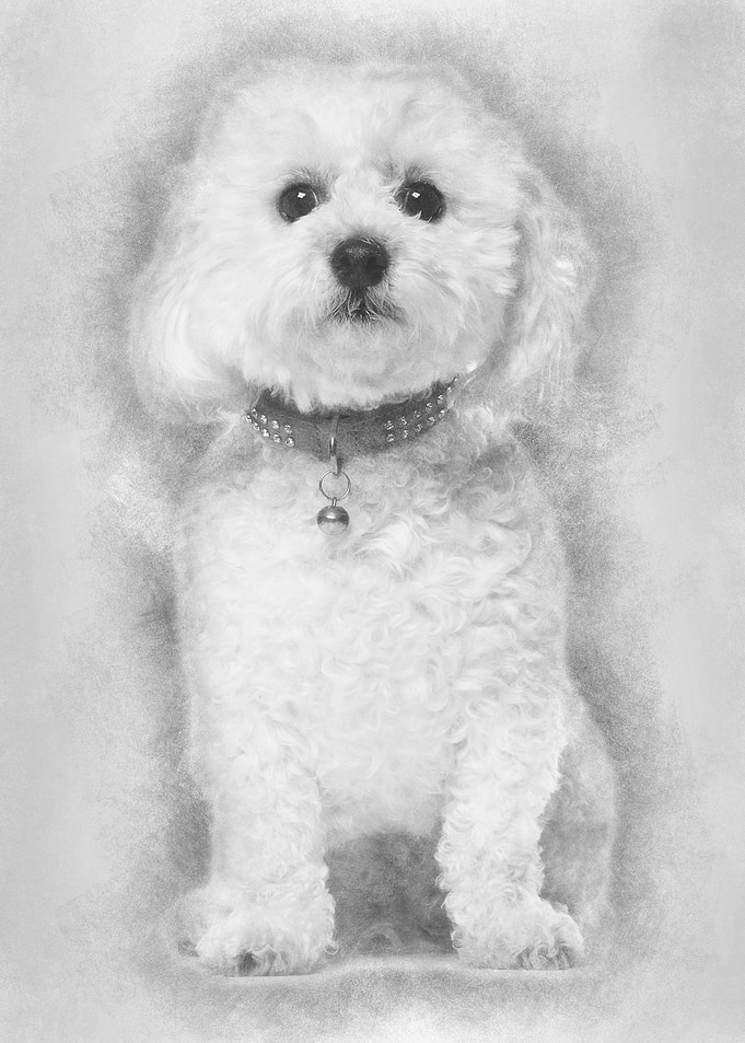 Bichon Fris 5 years old