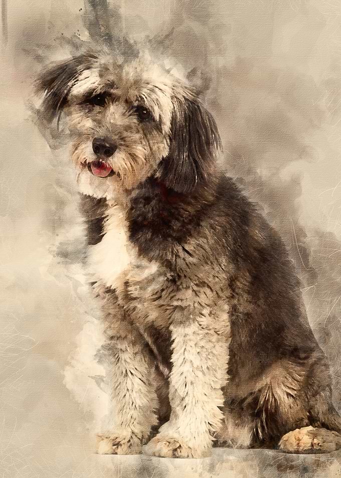 Crossbreed 4 years old sit