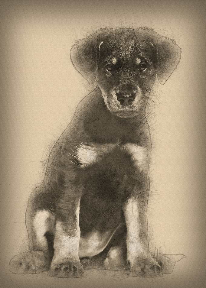 Mixedbreed dog 2 months o