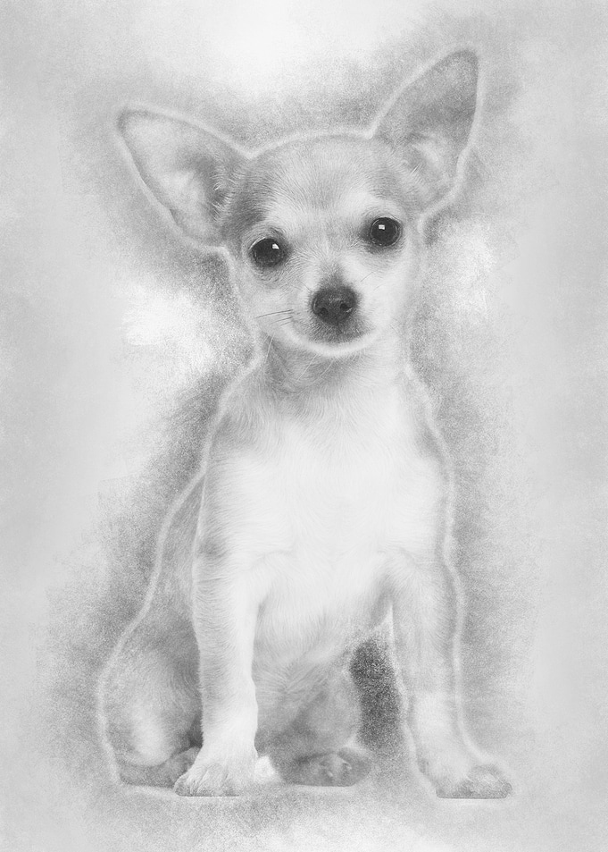 Chihuahua puppy 3 months o
