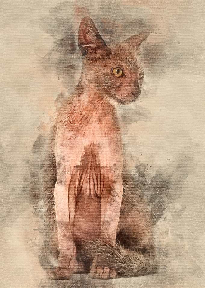 Kitten Lykoi cat 3 months