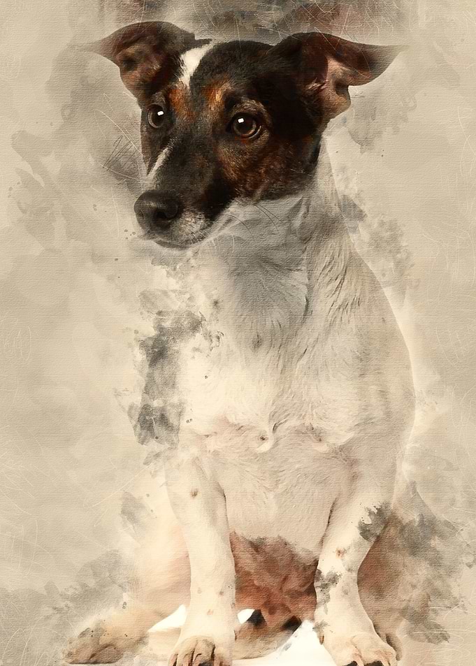 Jack Russell Terrier 1 and