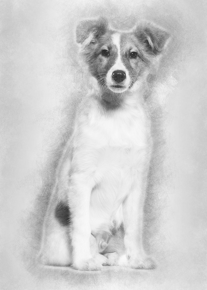 Mixedbreed dog sitting ag